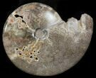 Polished Shloenbacchia Ammonite - Morocco #35288-1